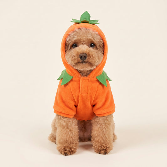 A small poodle in the orange fleece Pumpkin costume, hood up, green leaf collar